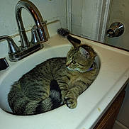 Chrissy is registered to the contest to win money with this photo: cat, tabby_cat, sink, bathroom, faucet, brush, towel, door, door_handle, counter, pet, animal, fur, domestic_animal, relaxing, curious, indoor, resting, whiskers, claw