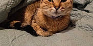 Chrissy joined the competition — help win amazing prizes! cat, tabby, quilt, bed, pillow, indoor, pet, feline, cozy, fur, whiskers, ears, tail, resting, cute, animal, domestic, looking, comfortable, blanket