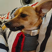 Bragi joined the competition — help win amazing prizes! dog, brown_dog, pet, blanket, striped_blanket, collar, gray_outfit, ear, nose, fur, bedroom, fan, indoor, resting, cozy, close_up, side_view, animal, cute, domestic_animal