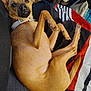 Bragi is registered to the contest to win money with this photo: dog, pet, tan_dog, small_dog, lying_down, couch, blanket, indoor, collar, paw, tail, ears, looking_up, domestic_animal, fur, relaxed, cozy, home, household, cute