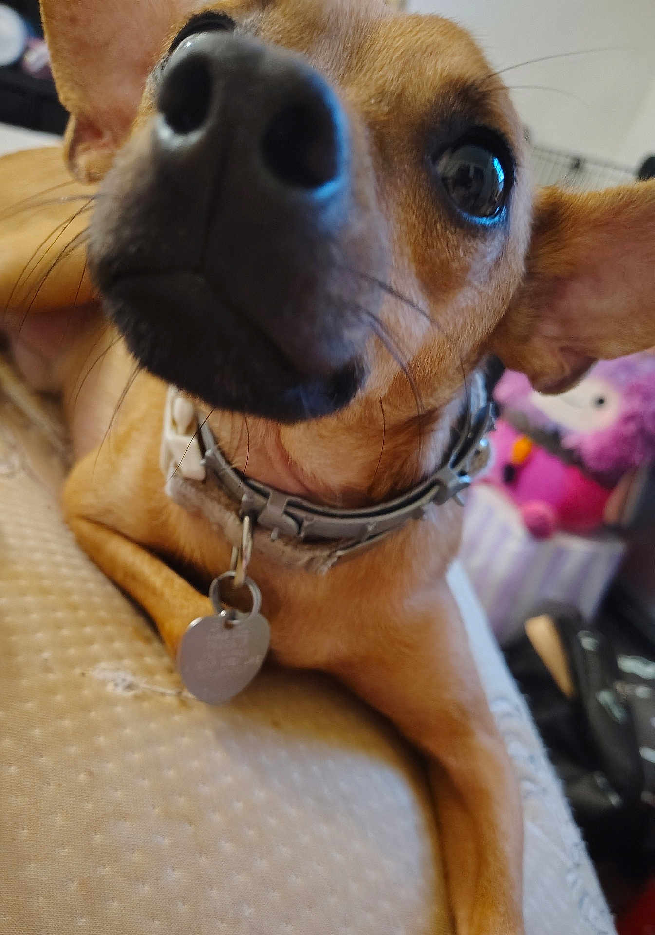 Bragi