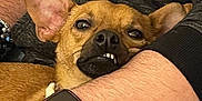 Bragi is registered to the contest to win money with this photo: dog, pet, animal, cute, ears, teeth, person, arm, watch, tattoo, hoodie, casual, indoor, closeup, relaxing, comfort, expression, face, skin, clothing