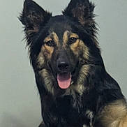 Cash joined the competition — help win amazing prizes! dog, german_shepherd, pet, animal, tongue_out, fur, ears, portrait, indoor, canine, mammal, cute, friendly, sitting, looking_at_camera, black_and_tan, furry, domestic_animal, companion, face