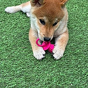 Baïa participe au concours pour gagner de l'argent avec cette photo : adorable, animal, brown, canine, chewing, closeup, cute, dog, fluffy, focus, grass, outdoor, pet, pink_toy, playful, puppy, resting, toy, white, young