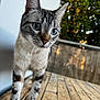 Valky a rejoint le concours — aidez-le/la à gagner de superbes lots ! cat, blue_eyes, curious, walking, wooden_surface, white_wall, outdoor, natural_light, feline, pet, close_up, whiskers, tabby, striped, animal, daylight, greenery, background_blur, young_cat, domestic_cat