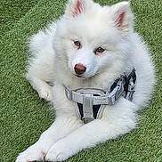 Aaros participe au concours pour gagner de l'argent avec cette photo : dog, white_dog, fluffy, grass, outdoor, pet, animal, canine, harness, lying_down, fur, ears, nose, paws, nature, companion, cute, relaxed, friendly, portrait