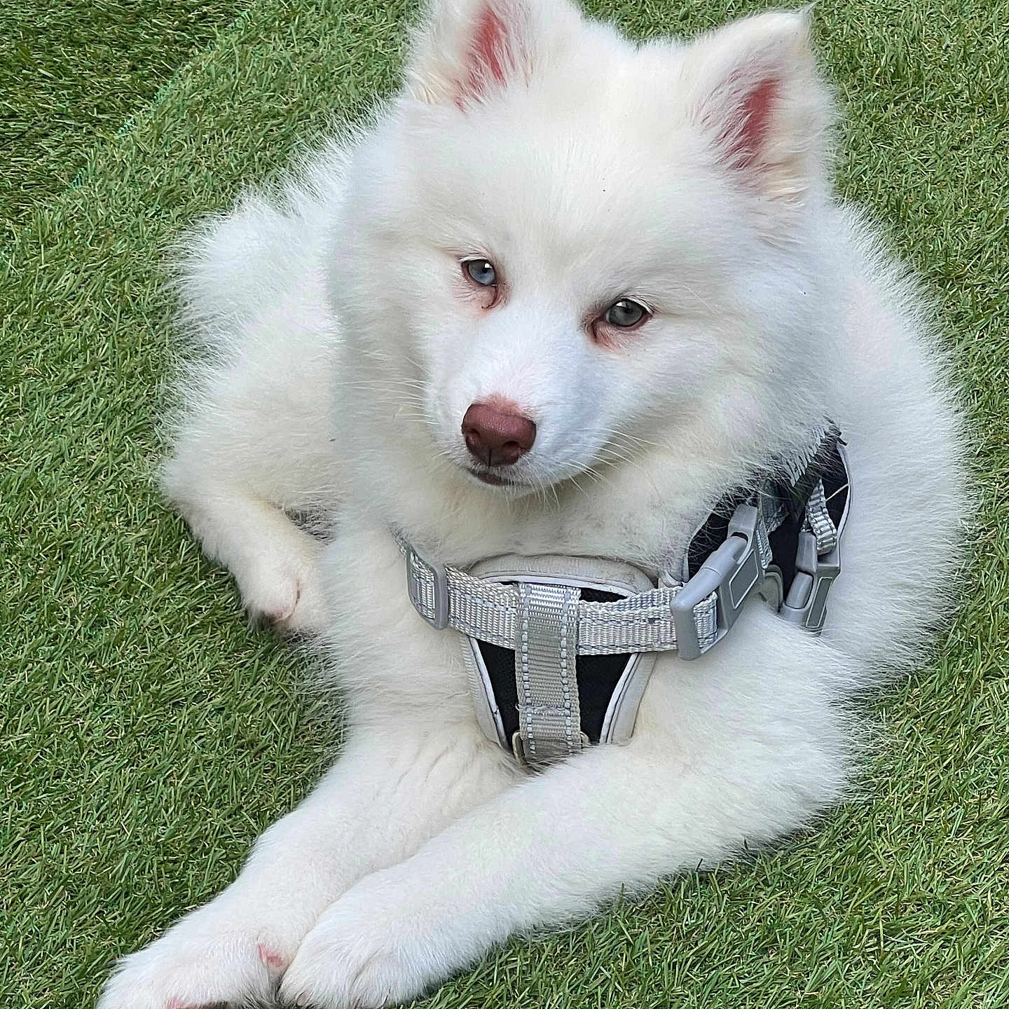 Aaros participe au concours pour gagner de l'argent avec cette photo : animal, canine, companion, cute, dog, ears, fluffy, friendly, fur, grass, harness, lying_down, nature, nose, outdoor, paws, pet, portrait, relaxed, white_dog