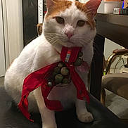 Nemo joined the competition — help win amazing prizes! cat, animal, pet, indoor, ribbon, decoration, white, orange, beads, feline, face, sitting, looking, curious, table, chair, drink_cup, home, furniture, closeup