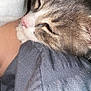 cat, tabby, sleeping, close_up, fur, blanket, cozy, resting, pet, domestic_animal, whiskers, soft, comfort, nap, cute, animal, indoor, feline, relaxation, warm