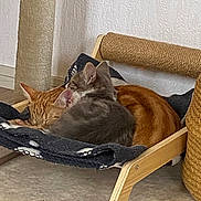 Pompom participe au concours pour gagner de l'argent avec cette photo : cat, cats, sleeping, cozy, hammock, pet_bed, orange_cat, gray_cat, indoor, home, feline, cute, resting, snuggling, fur, ears, animal, domestic, wooden_frame, blanket