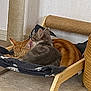 cat, cats, sleeping, cozy, hammock, pet_bed, orange_cat, gray_cat, indoor, home, feline, cute, resting, snuggling, fur, ears, animal, domestic, wooden_frame, blanket