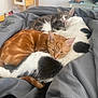 Pompom a rejoint le concours — aidez-le/la à gagner de superbes lots ! cat, sleeping, cozy, fur, blanket, indoor, resting, pet, animal, orange_cat, black_and_white_cat, gray_cat, cute, feline, domestic_cat, bed, comfort, snuggling, close_up, relaxation
