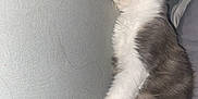 Pompom participe au concours pour gagner de l'argent avec cette photo : kitten, sleeping, cat, gray, white, fur, pet, cute, relaxed, indoor, closeup, animal, whiskers, paw, soft, resting, adorable, domestic, cozy, peaceful