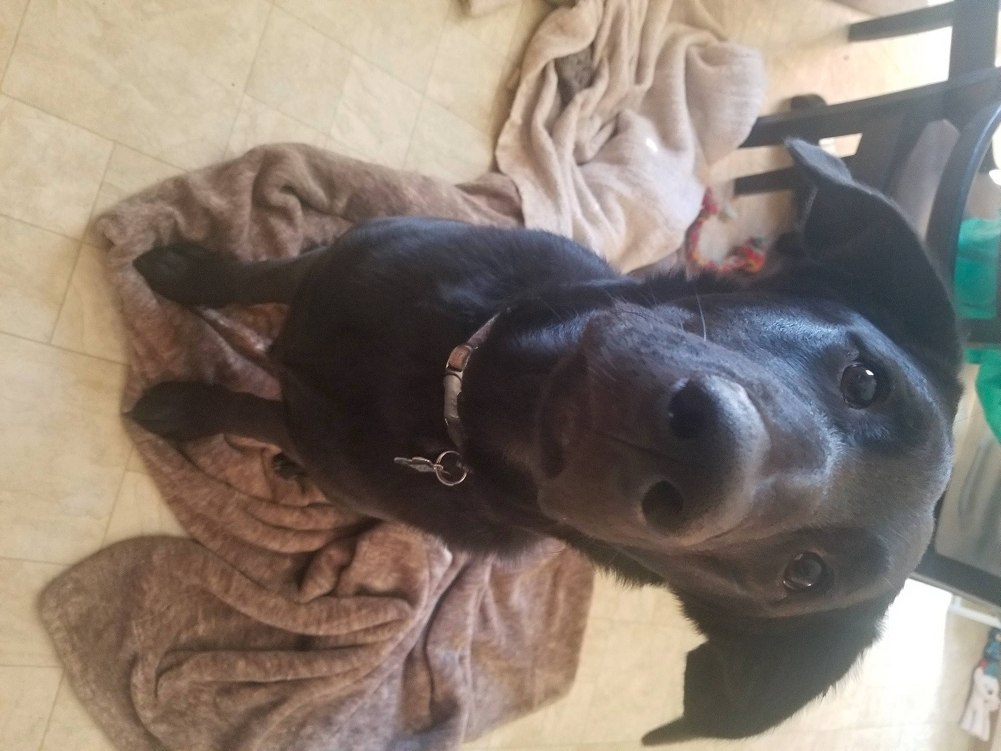 Nerovar is registered to the contest to win money with this photo: canidae, carnivore, collar, comfort, companion_dog, dog, dog_breed, dog_collar, ear, fawn, fur, gesture, liver, pet_supply, selfie, snout, sporting_group, tail, whiskers, working_animal