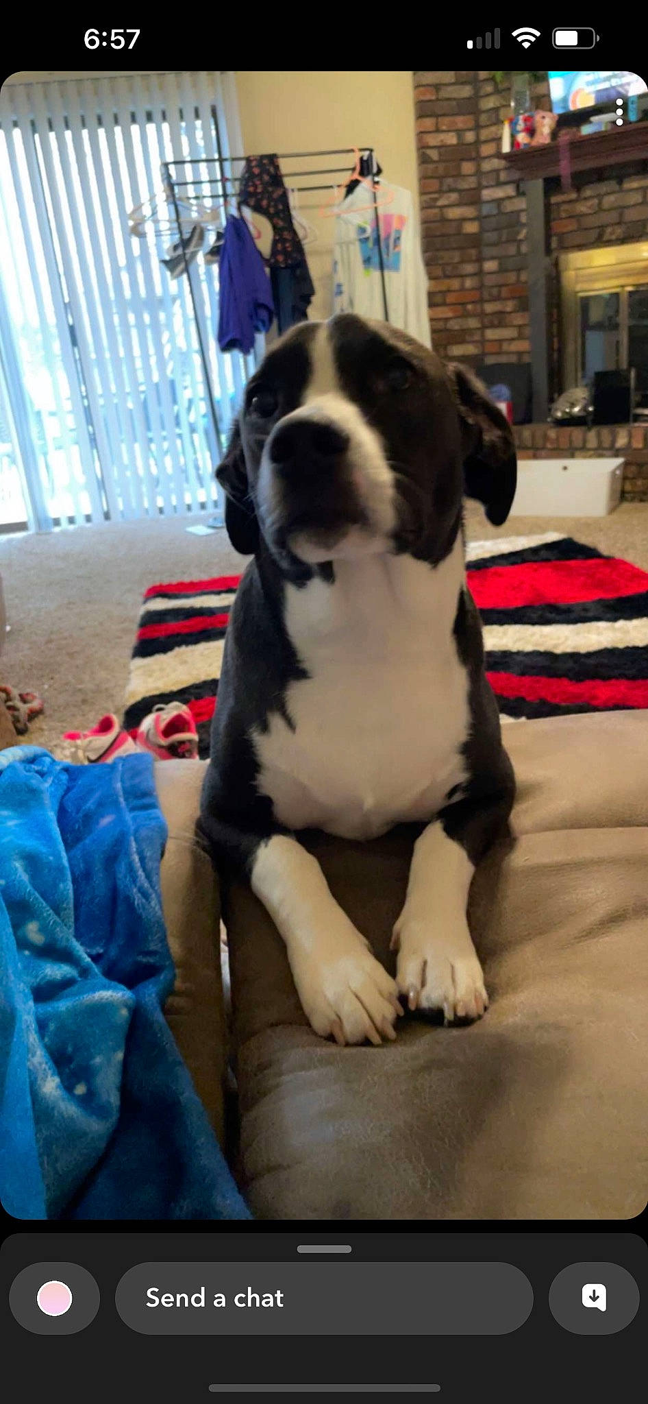 Panda Bear is registered to the contest to win money with this photo: canidae, carnivore, collar, comfort, companion_dog, couch, dog, dog_breed, dog_collar, fawn, fur, molosser, pet_supply, snout, sporting_group, tail, terrestrial_animal, toy_dog, whiskers, working_animal