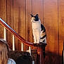 cat, calico_cat, wooden_stair, stair_post, wood_paneling, indoor, pet, animal, feline, perched, child, couch, home_interior, window, light, brown, white, black, orange, domestic_cat