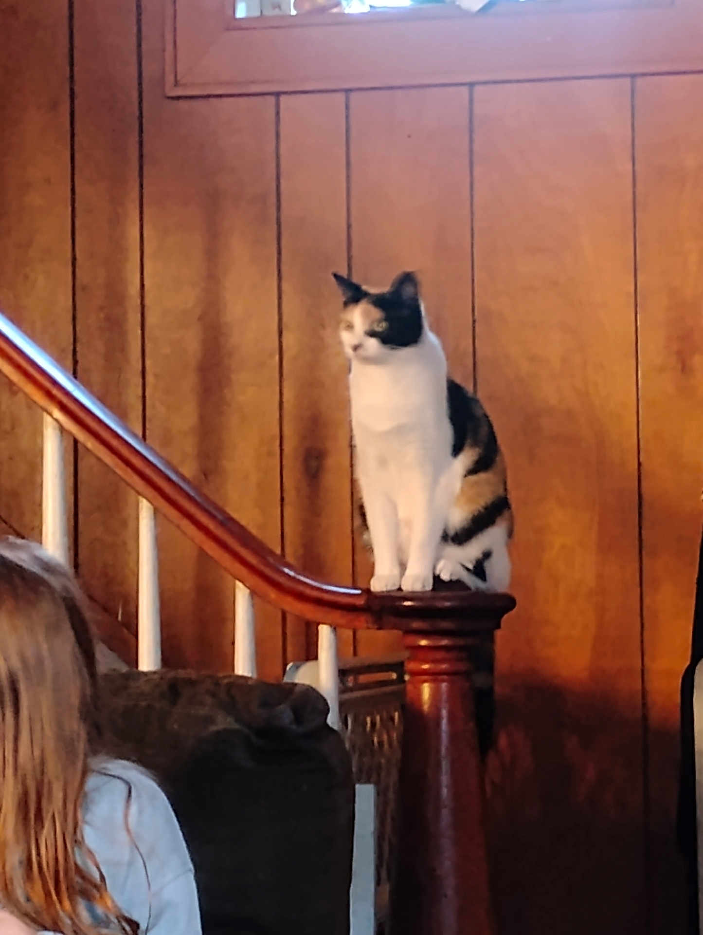 Marble is registered to the contest to win money with this photo: cat, calico_cat, wooden_stair, stair_post, wood_paneling, indoor, pet, animal, feline, perched, child, couch, home_interior, window, light, brown, white, black, orange, domestic_cat