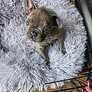 Lulu joined the competition — help win amazing prizes! puppy, dog, french_bulldog, pet, plush_bed, fluffy_bed, gray_fur, blue_eyes, dog_crate, metal_bars, hardwood_floor, close_up, portrait, looking_up, cute, small_puppy, paws, snout, whiskers, indoors