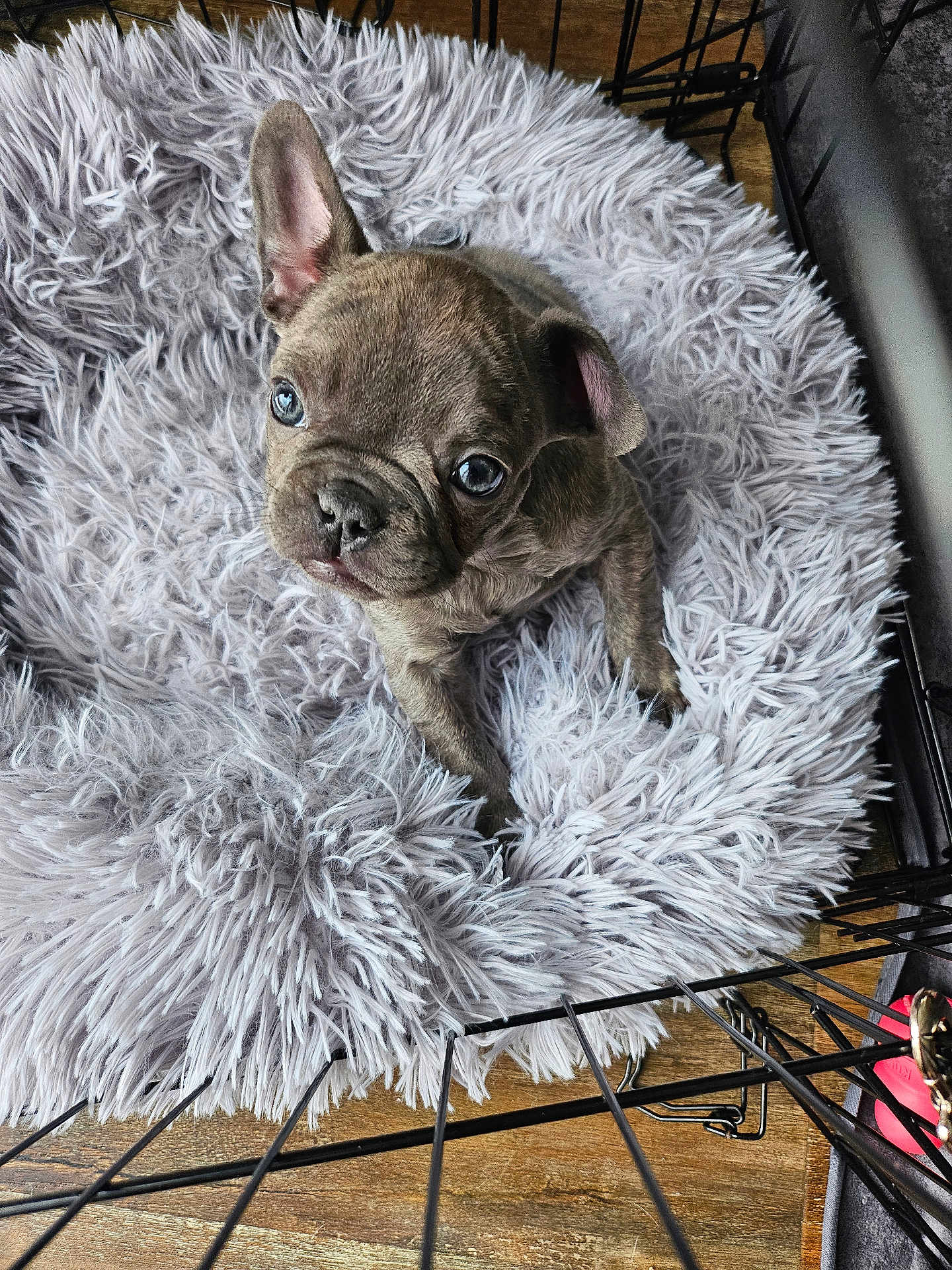 Lulu joined the competition — help win amazing prizes! puppy, dog, french_bulldog, pet, plush_bed, fluffy_bed, gray_fur, blue_eyes, dog_crate, metal_bars, hardwood_floor, close_up, portrait, looking_up, cute, small_puppy, paws, snout, whiskers, indoors