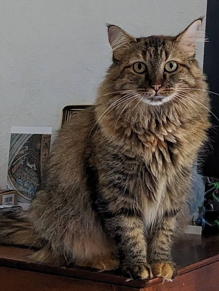Tootsie participe au concours pour gagner de l'argent avec cette photo : box, british_longhair, carnivore, cat, domestic_short_haired_cat, felidae, fur, maine_coon, norwegian_forest_cat, small_to_medium_sized_cats, snout, tail, terrestrial_animal, whiskers