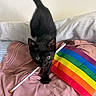 Pea is registered to the contest to win money with this photo: animal, bed, black_cat, blanket, curious, cute, domestic_cat, ears, fur, indoor, kitten, pet, pink_blanket, playful, pride_flag, rainbow_flag, striped_bed_sheet, tail, whiskers, young_cat
