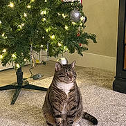 Wisp is registered to the contest to win money with this photo: cat, tabby, christmas_tree, ornaments, carpet, holiday, indoor, decorations, lights, feline, pet, festive, relaxed, sitting, striped, whiskers, paws, home, celebration, tree_stand