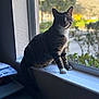 Wisp is registered to the contest to win money with this photo: cat, tabby_cat, windowsill, indoor, natural_light, white_paws, perched, blurred_background, plants, papers, printer, home, cozy, quiet, feline, pet, animal, window, daylight, resting