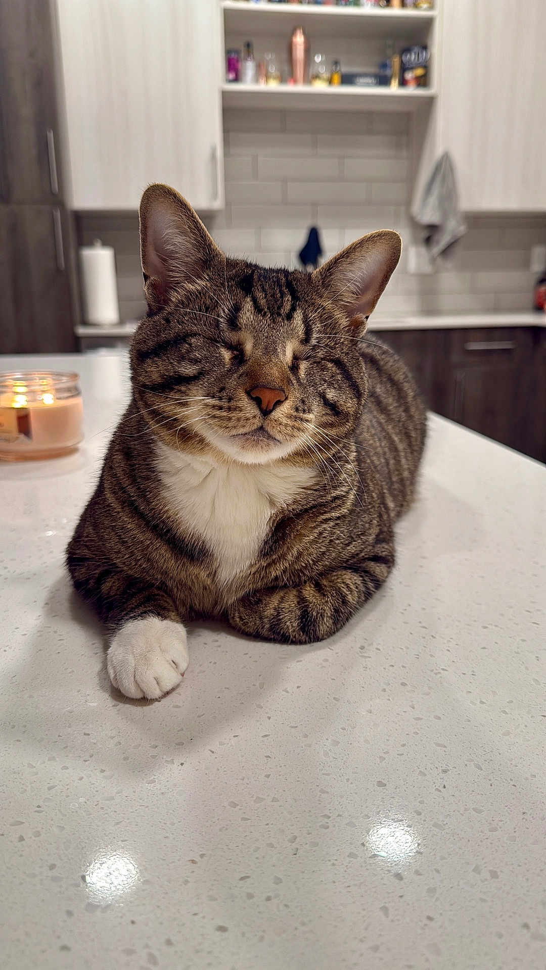 Wisp is registered to the contest to win money with this photo: cat, tabby_cat, white_paws, closed_eyes, relaxed, indoor, kitchen, countertop, candle, furniture, tile_wall, cabinet, pet, animal, domestic_cat, feline, cozy, resting, whiskers, fur