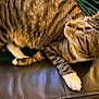 cat, tabby, striped_fur, white_paws, leather_couch, green_blanket, pet, animal, feline, close_up, indoor, relaxed, sleeping, whiskers, ears, fur_texture, paw, resting, domestic_animal, cozy