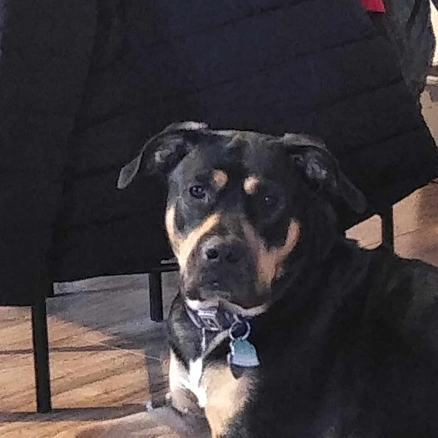 Lola joined the competition — help win amazing prizes! animal, ball, boxer, bulldog, canine, couch, dog, face, furniture, head, hound, labradorretriever, person, pet, photography, portrait, puppy, sport, tennis, tennisball