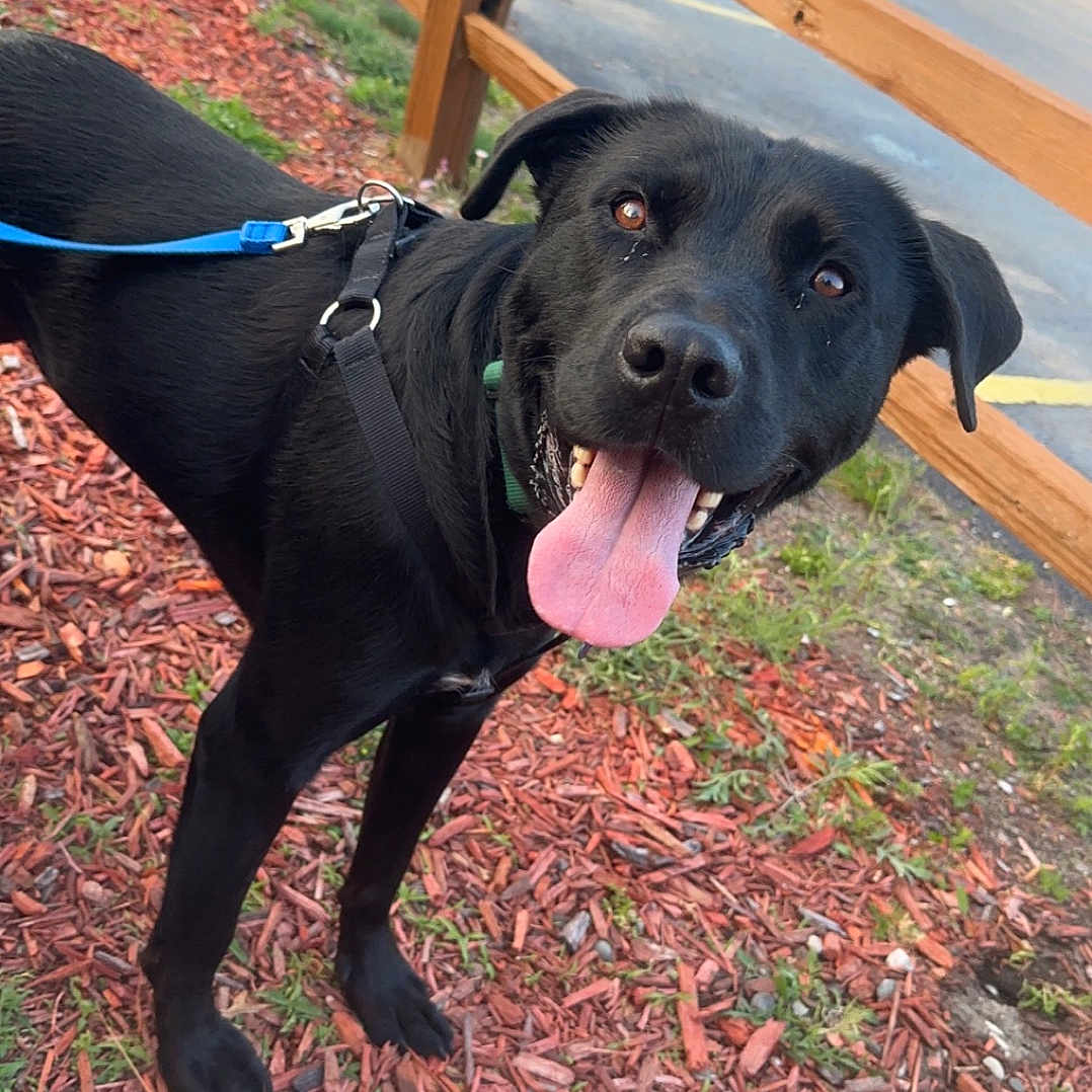 Drake is registered to the contest to win money with this photo: accessories, animal, bodypart, canine, dog, fence, grass, harness, labradorretriever, leash, mouth, nature, outdoors, person, pet, plant, puppy, strap, tongue, tree