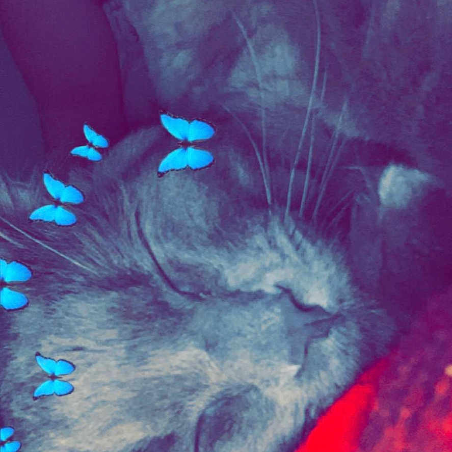 Lucifer joined the competition — help win amazing prizes! animal, art, cat, computer, computerhardware, computerkeyboard, electronics, hardware, kitten, mobilephone, monitor, pc, person, pet, phone, purple, screen, sleeping, tabletcomputer, tv