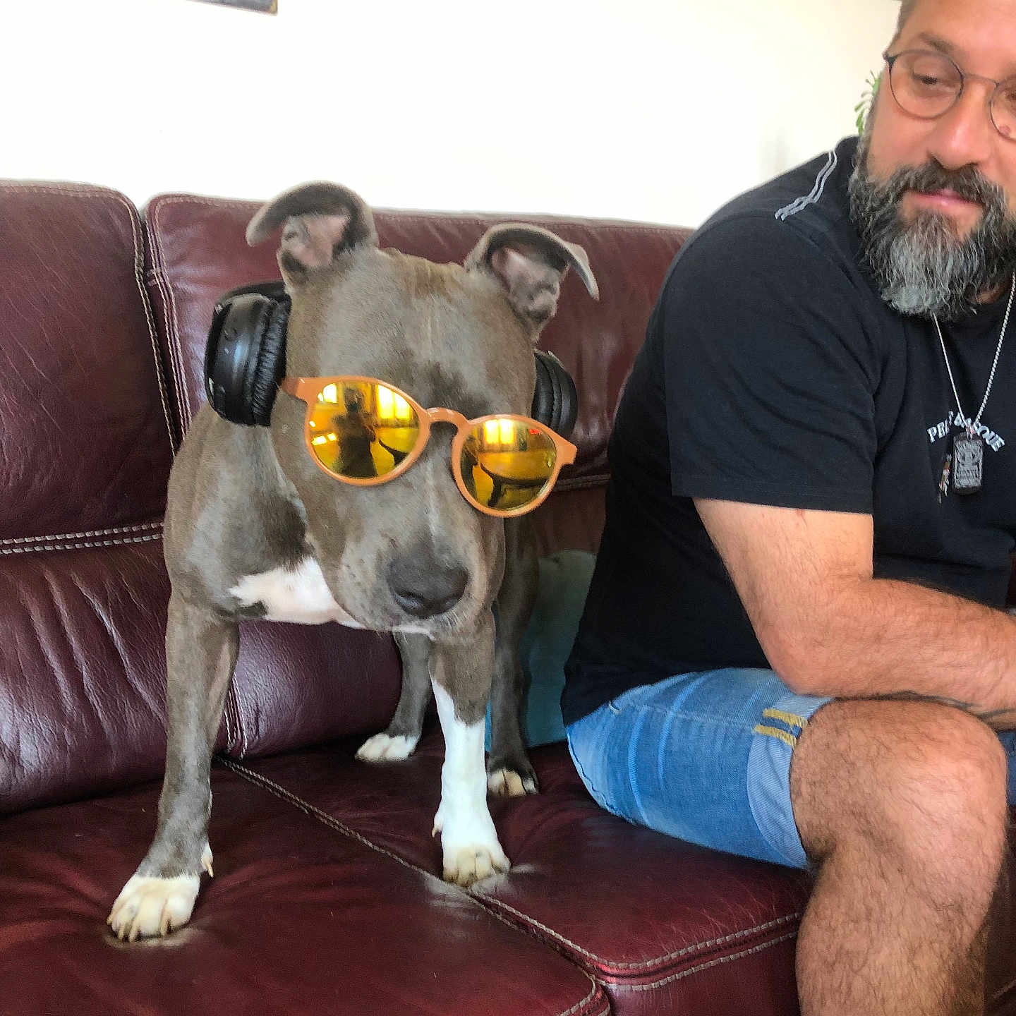 Miya participe au concours pour gagner de l'argent avec cette photo : beard, brown, casual_clothing, companion, couch, dog, glasses, headphones, indoor, leather, living_room, man, motorcycle, pet, reflection, relaxed, seated, sunglasses, wall_art, white_paws