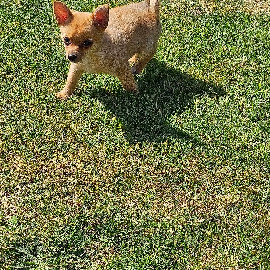 Mia is registered to the contest to win money with this photo: animal, canine, chihuahua, cute, daylight, dog, grass, greenery, lawn, nature, outdoor, pet, playful, puppy, shadow, small_dog, sunlight, sunny, walking, young_dog