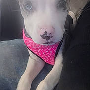 Lil Baby is registered to the contest to win money with this photo: dog, close_up, pet, bandana, white_paws, unique_eyes, indoor, resting, animal, cute, fur, snout, pink, human_arm, tattoo, lap, soft_focus, hazy, companion, domestic_animal