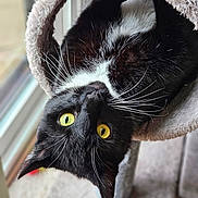 Radar is registered to the contest to win money with this photo: cat, black_and_white, yellow_eyes, whiskers, upside_down, cat_tree, cozy, fluffy, indoor, window, natural_light, pet, animal, playful, curious, feline, close_up, soft_texture, fur, home