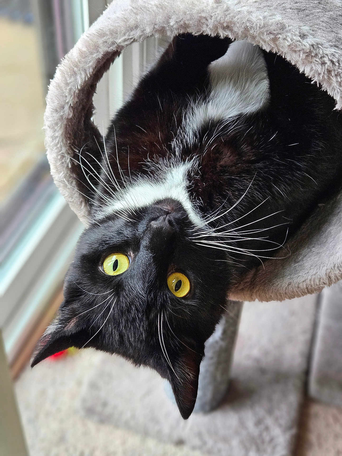 Radar is registered to the contest to win money with this photo: cat, black_and_white, yellow_eyes, whiskers, upside_down, cat_tree, cozy, fluffy, indoor, window, natural_light, pet, animal, playful, curious, feline, close_up, soft_texture, fur, home