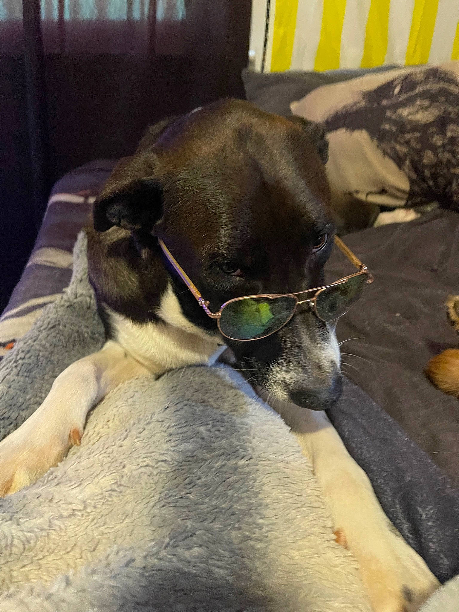 Whisky is registered to the contest to win money with this photo: carnivore, claw, collar, comfort, companion_dog, dairy, dog_breed, ear, fawn, fur, guard_dog, nap, pack_animal, paw, pet_supply, snout, sporting_group, terrestrial_animal, whiskers, working_animal