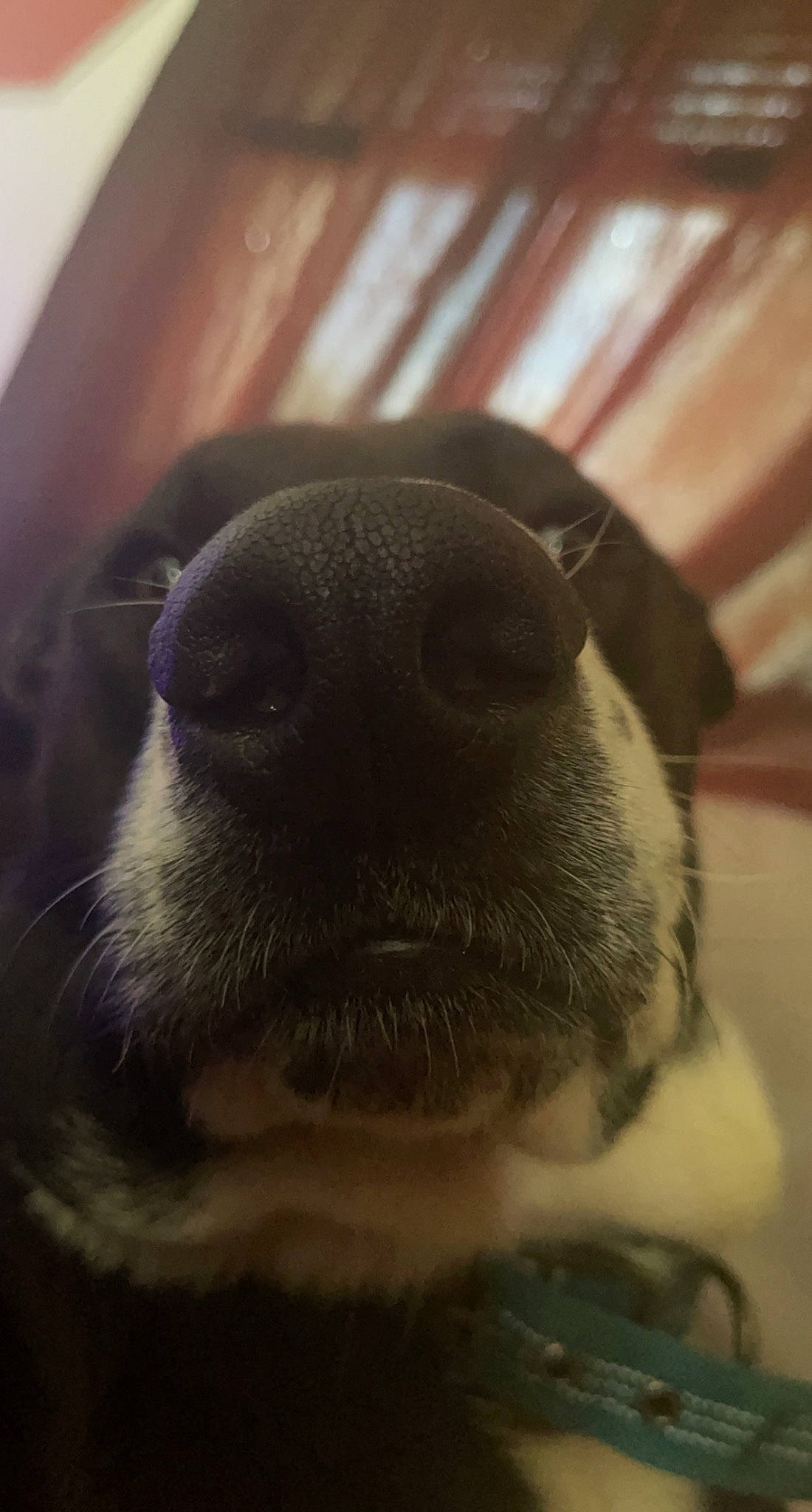 Whisky is registered to the contest to win money with this photo: carnivore, close_up, companion_dog, dog_breed, eye, fawn, foot, fur, hair, head, human_body, iris, macro_photography, snout, sporting_group, terrestrial_animal, tints_and_shades, whiskers, wildlife, wrinkle