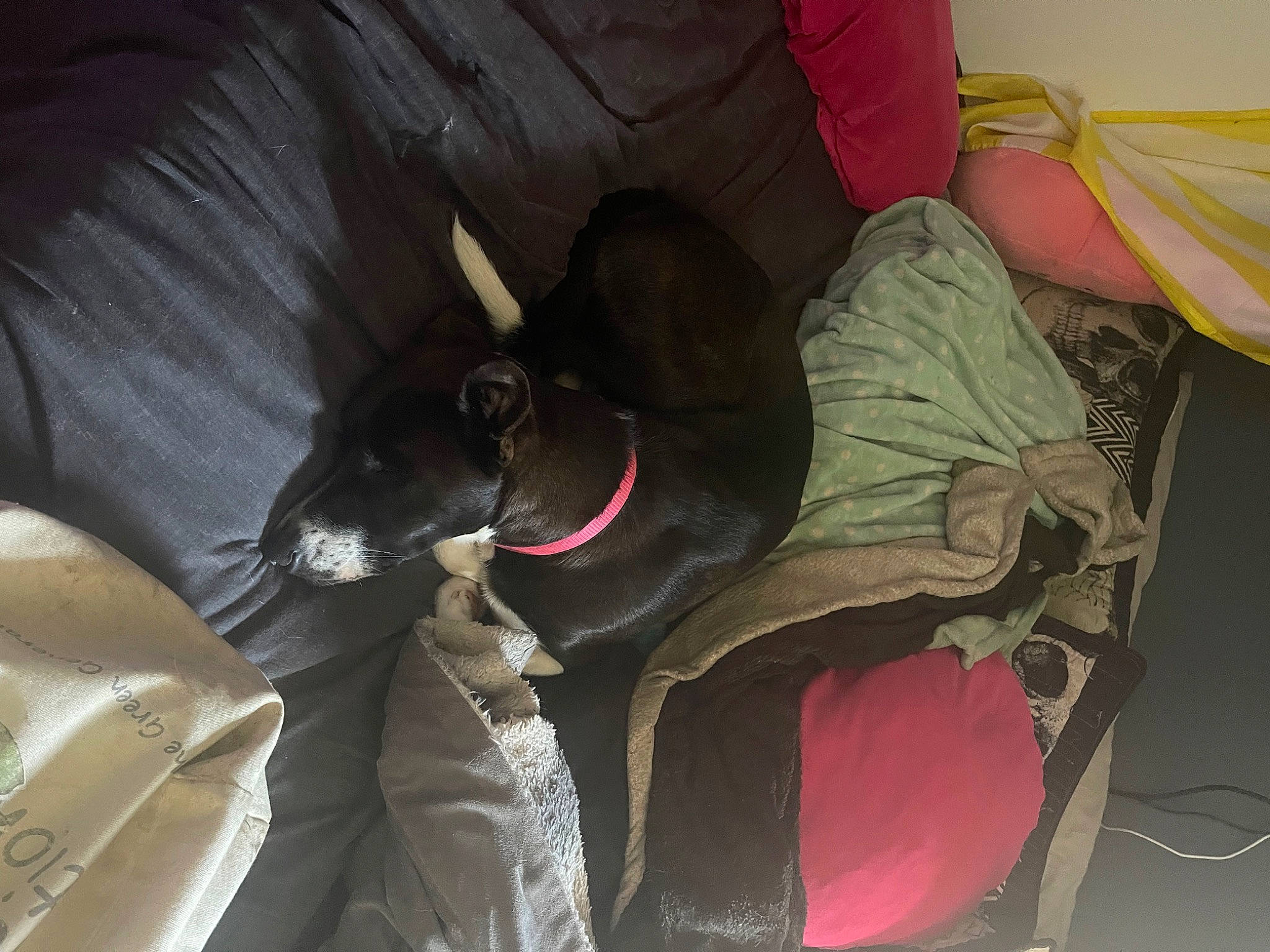 Whisky joined the competition — help win amazing prizes! auto_part, bag, baggage, car_seat, carnivore, collar, comfort, companion_dog, dog, dog_breed, dog_supply, fawn, linens, luggage_and_bags, non_sporting_group, pet_supply, room, sporting_group, tail, working_animal