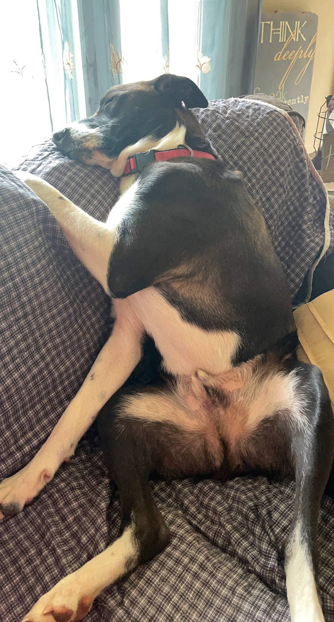 Whisky joined the competition — help win amazing prizes! canidae, carnivore, comfort, companion_dog, couch, dog, dog_breed, fawn, flooring, foot, fur, human_leg, paw, sitting, snout, sporting_group, tail, thigh, working_animal, working_dog