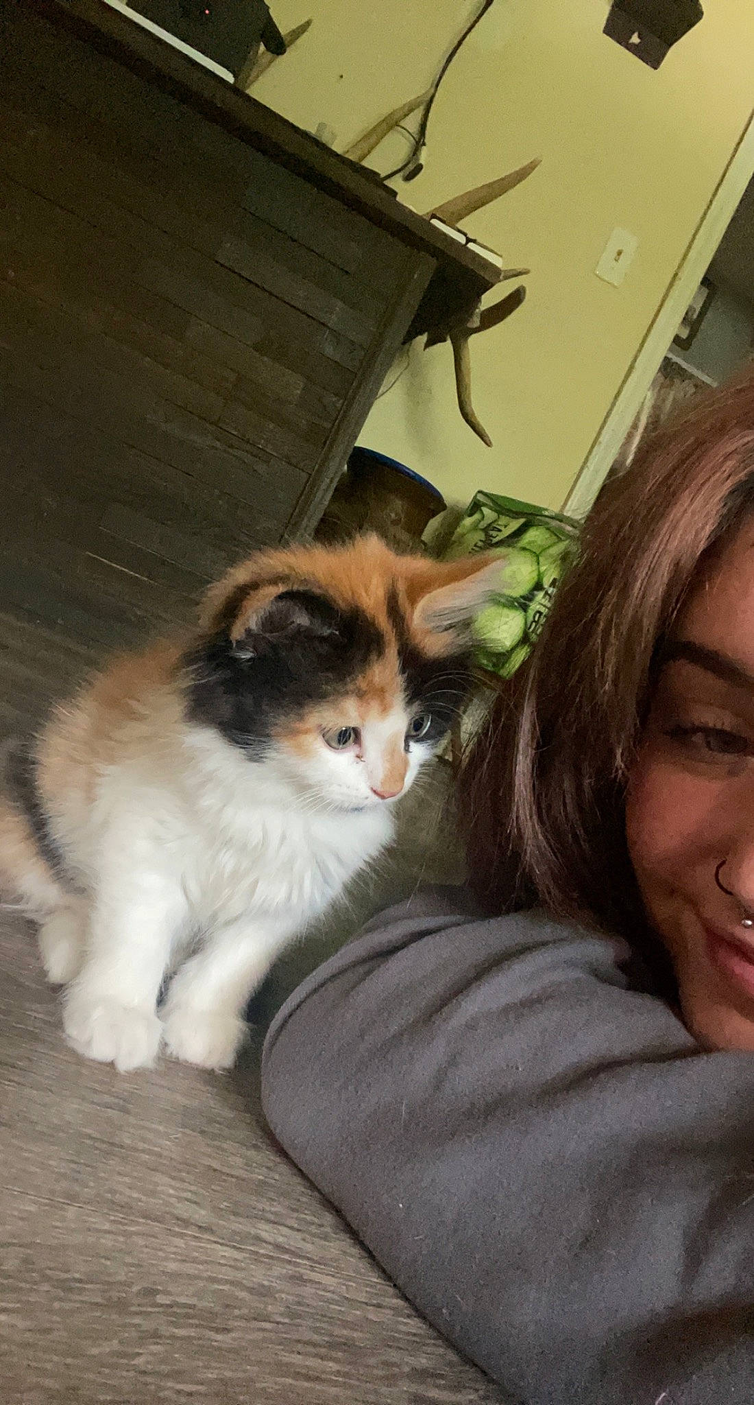 Autumn joined the competition — help win amazing prizes! box, carnivore, cat, comfort, companion_dog, domestic_short_haired_cat, eye, fawn, felidae, flooring, fur, happy, hardwood, sitting, small_to_medium_sized_cats, smile, snout, tail, whiskers, wood