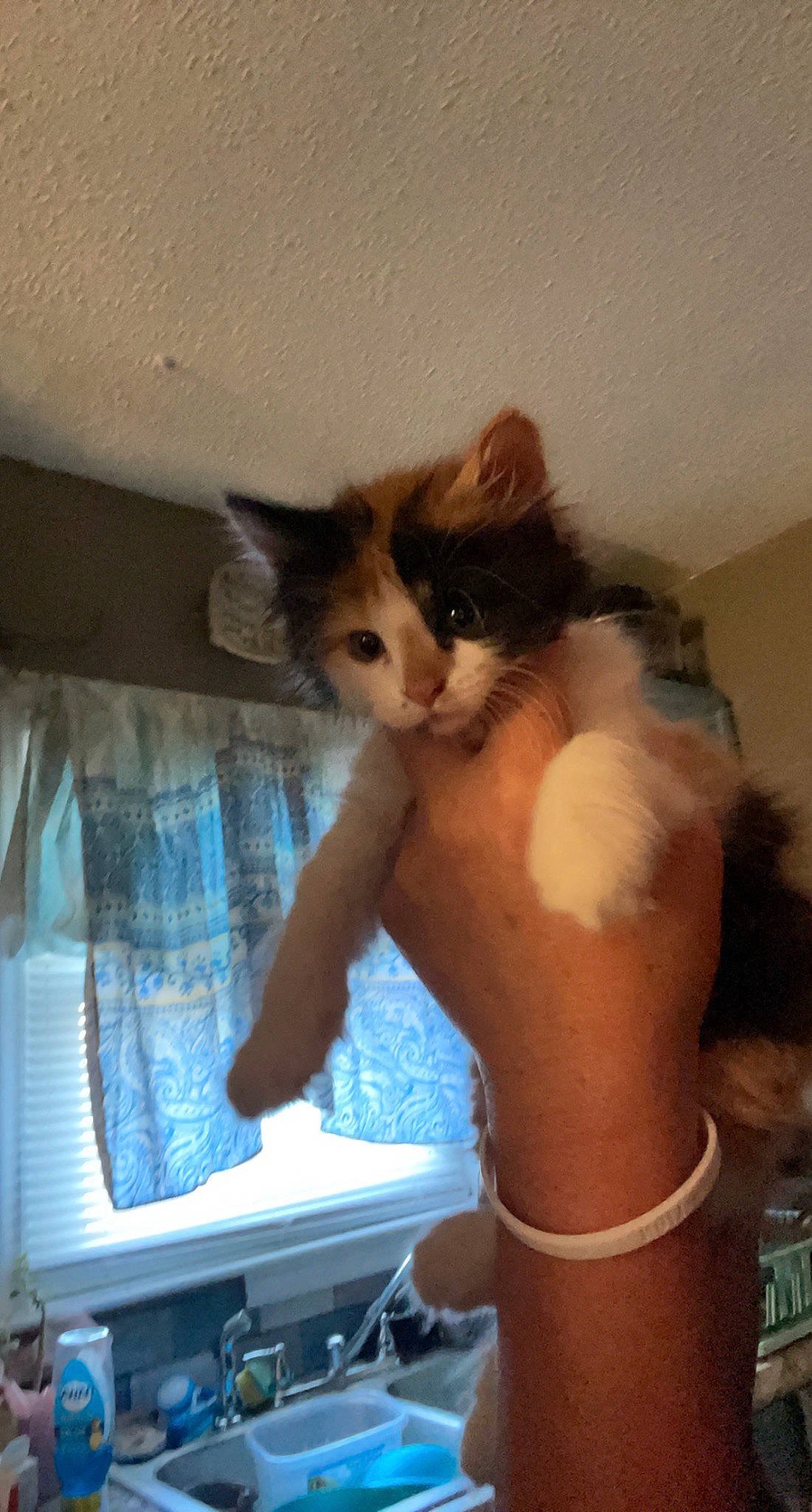 Autumn is registered to the contest to win money with this photo: abdomen, carnivore, cat, chest, comfort, domestic_short_haired_cat, felidae, fur, gesture, paw, small_to_medium_sized_cats, tail, trunk, whiskers, window