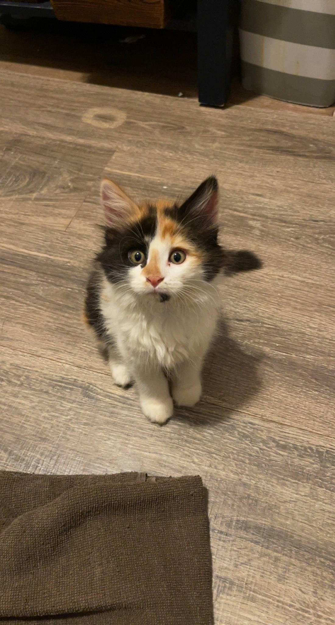 Autumn joined the competition — help win amazing prizes! carnivore, cat, domestic_short_haired_cat, felidae, floor, flooring, foot, fur, hardwood, human_leg, laminate_flooring, paw, shadow, sitting, small_to_medium_sized_cats, snout, tail, whiskers, wood, wood_flooring