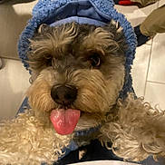Austin is registered to the contest to win money with this photo: dog, tongue, hoodie, blue, curly_fur, indoor, floor, tile, pet, cute, playful, close_up, looking_up, fur, animal, cozy, clothing, human_leg, shoe, casual