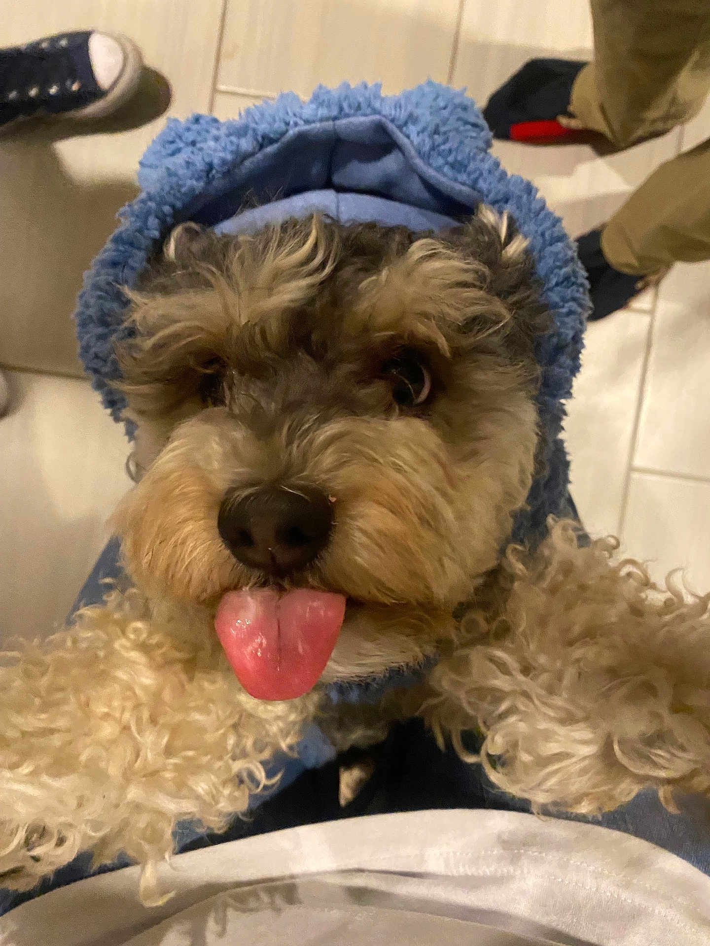 Austin is registered to the contest to win money with this photo: dog, tongue, hoodie, blue, curly_fur, indoor, floor, tile, pet, cute, playful, close_up, looking_up, fur, animal, cozy, clothing, human_leg, shoe, casual