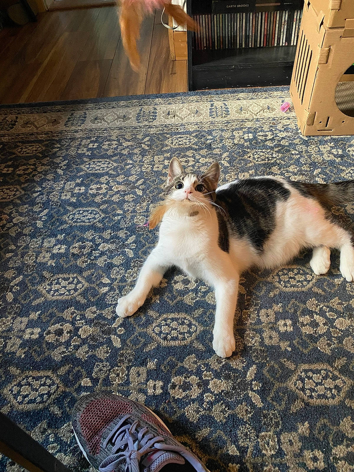 Peter joined the competition — help win amazing prizes! carnivore, cat, domestic_short_haired_cat, felidae, floor, flooring, foot, fur, grass, human_leg, lap, light, metal, paw, sitting, small_to_medium_sized_cats, snapshot, tail, whiskers, wood