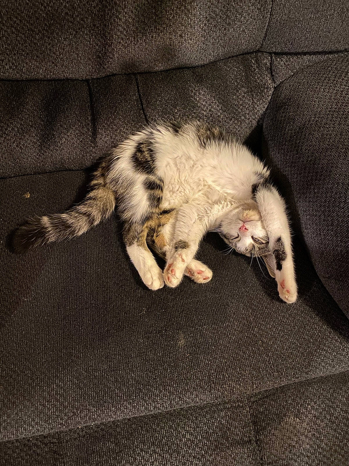 Peter is registered to the contest to win money with this photo: canidae, carnivore, cat, claw, cloud, comfort, companion_dog, dog_breed, domestic_short_haired_cat, fawn, felidae, foot, fur, human_leg, linens, paw, small_to_medium_sized_cats, snout, tail, whiskers