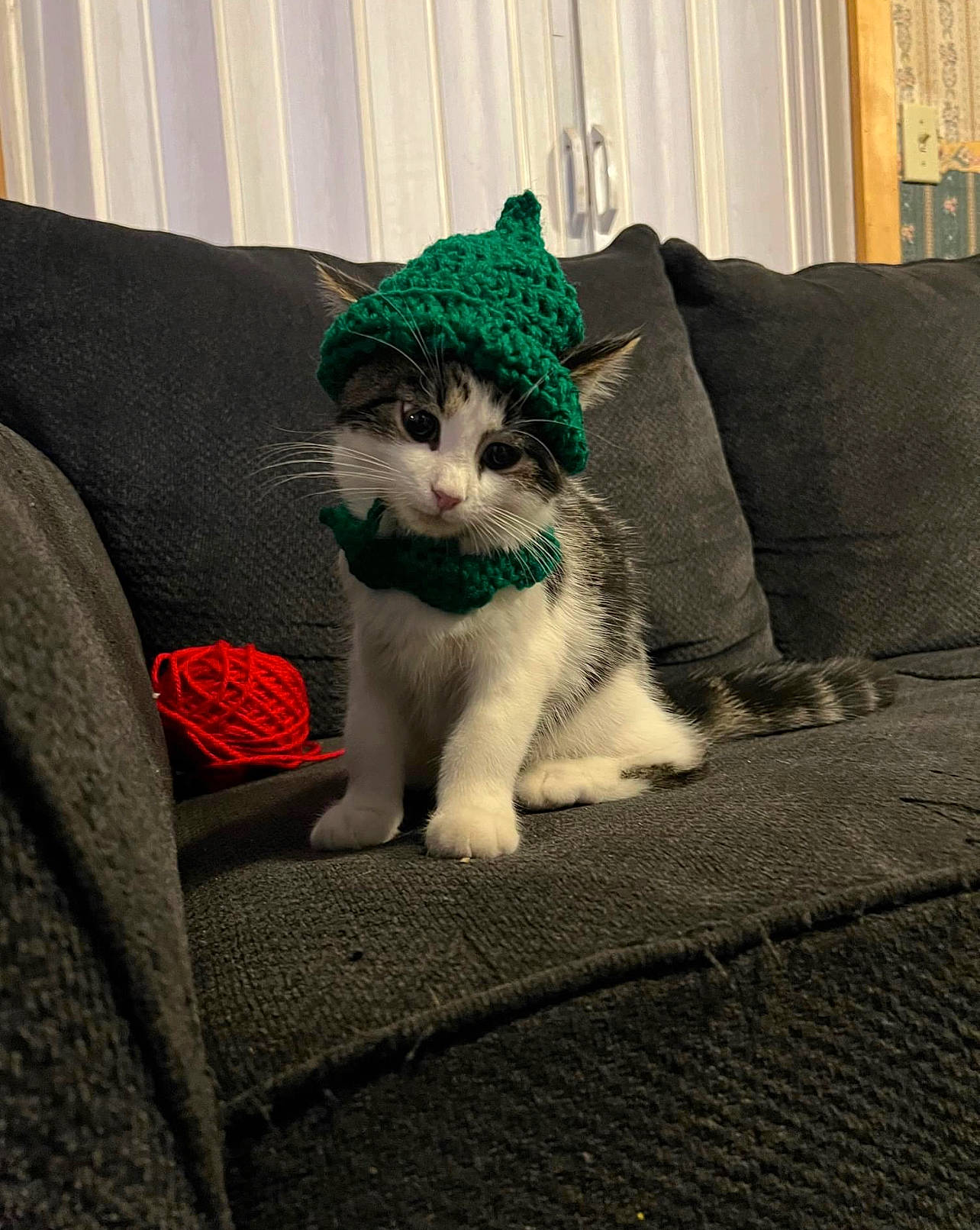 Peter is registered to the contest to win money with this photo: carnivore, cat, comfort, couch, domestic_short_haired_cat, eye, felidae, fur, grass, grey, head, house, human_leg, linens, paw, small_to_medium_sized_cats, snout, tail, tree, whiskers