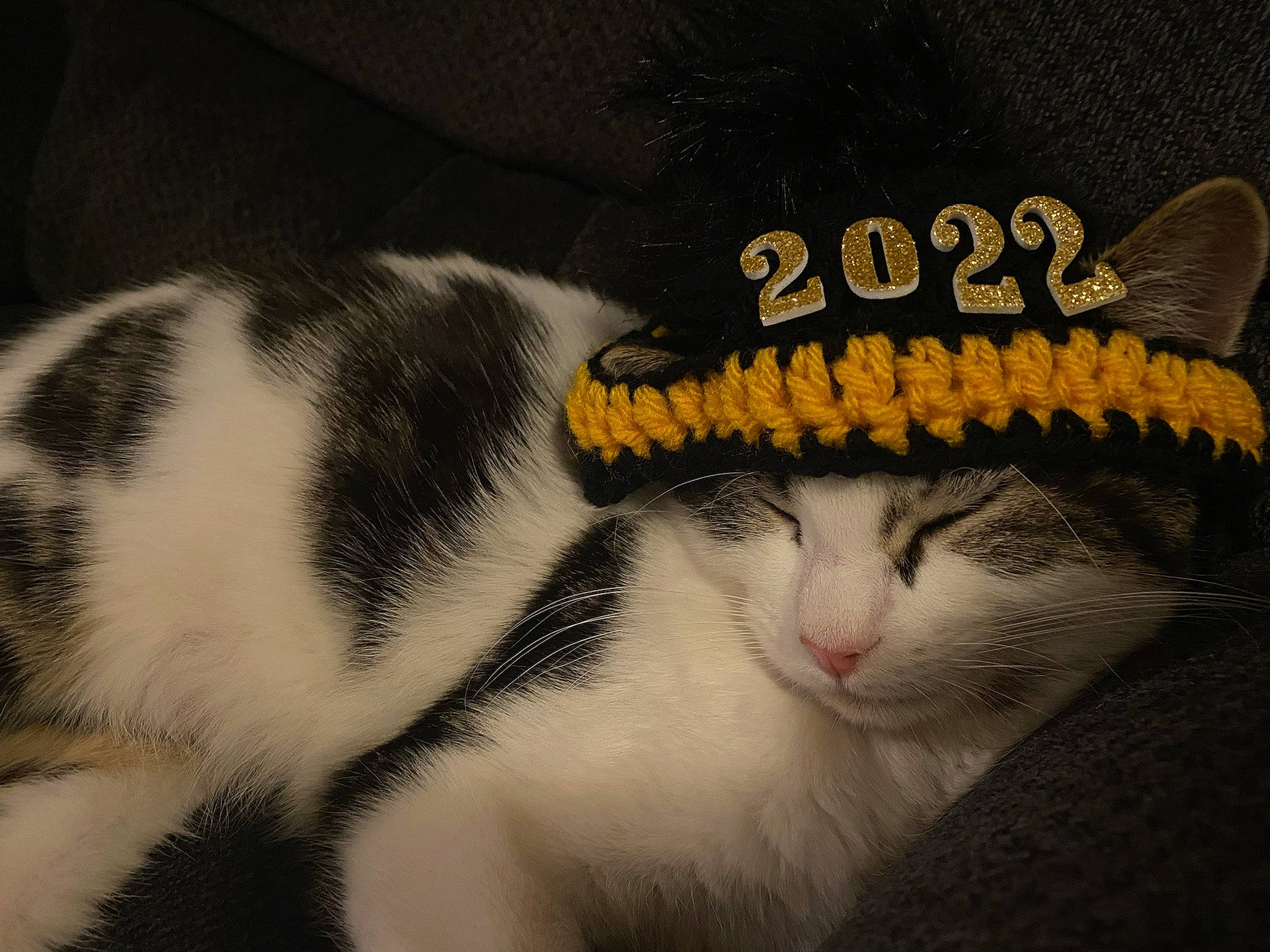 Peter is registered to the contest to win money with this photo: art, cap, carnivore, cat, costume_hat, domestic_short_haired_cat, fashion_accessory, felidae, font, fur, hat, head, linens, paw, plant, small_to_medium_sized_cats, snout, tail, whiskers, window